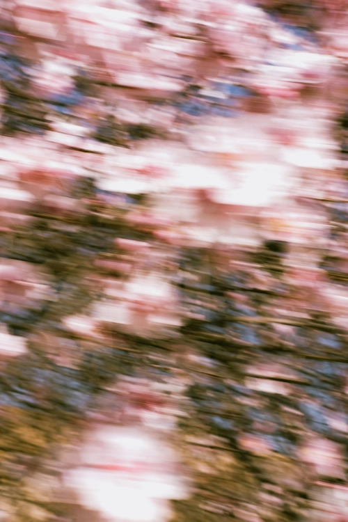 A flower